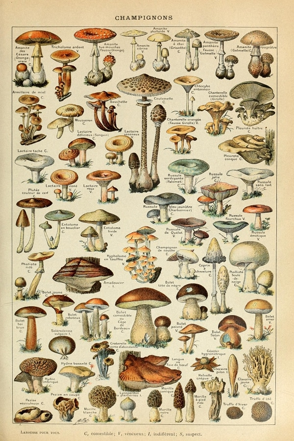 Botanical Educational Poster Mushrooms Champignons 