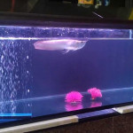 My Arowana Shifted To 4 Ft Fish Tank Update BY ANIKET