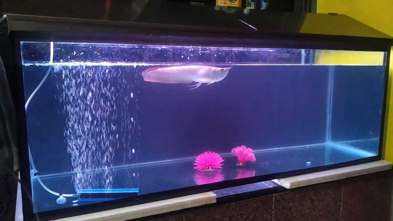 My Arowana Shifted To 4 Ft Fish Tank Update BY ANIKET 