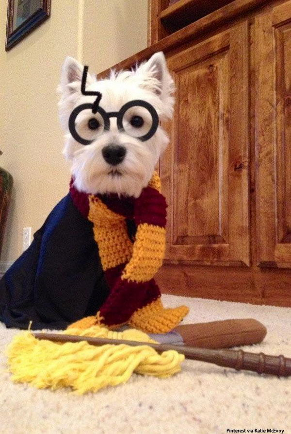 20 Cool Pet Costumes For Halloween Hative
