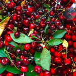 Harvesting Cherries ThriftyFun