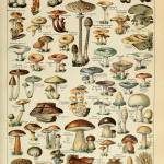 Botanical Educational Poster Mushrooms Champignons