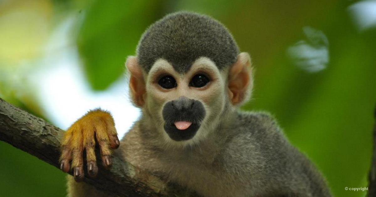 Macaco de cheiro Biofaces Bring Nature Closer