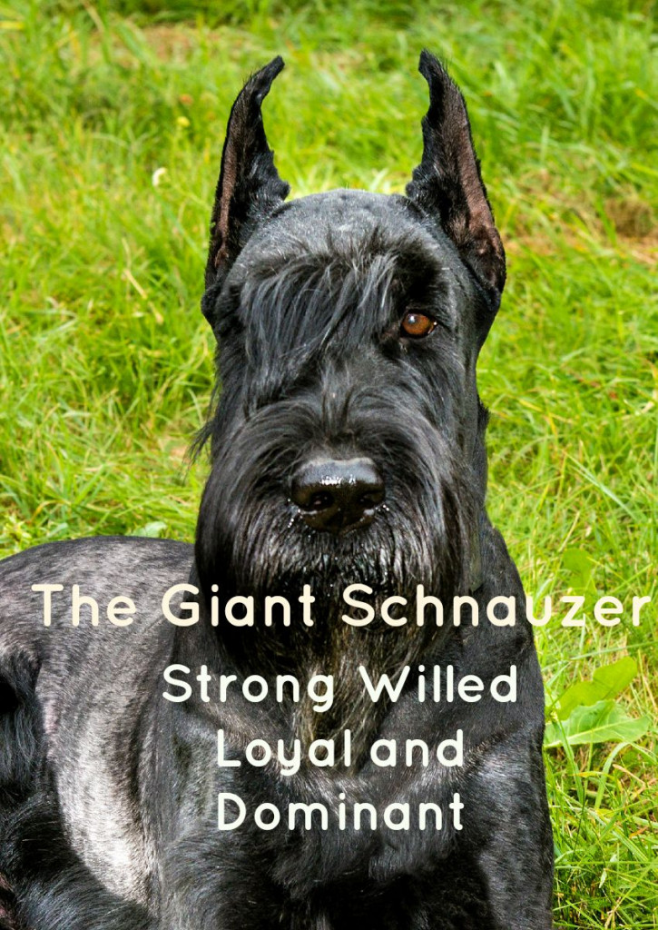 The Giant Schnauzer A Loyal Large Hypoallergenic Dog