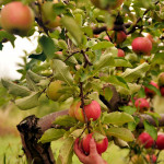 Try A New Variety Of Apple This Year Edible Michiana