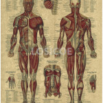 Vintage Medicine Human Anatomy Posters Kraft Paper