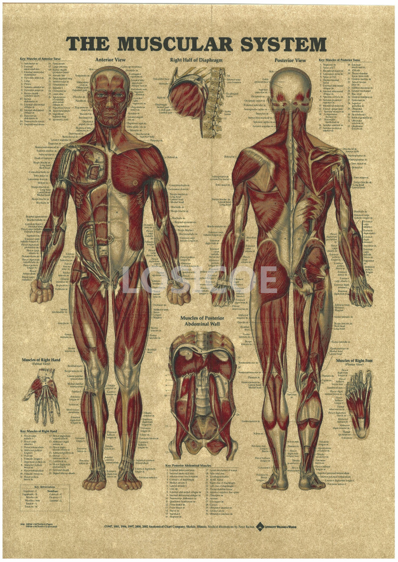 Vintage Medicine Human Anatomy Posters Kraft Paper 